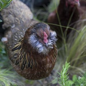 My best Chicken!!