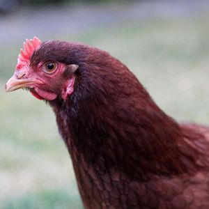 Such a telling photo.  This is Red.  Chases cats, lays big eggs and is a great chicken.