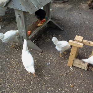 life outside the coop~ fully enclosed run