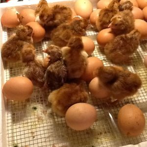 Second batch of chicks