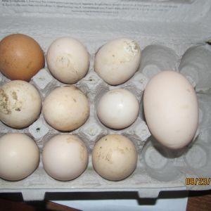Huge Egg!