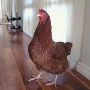 Our poor Monica, had an abscess that couldn't be cured and she sadly had to be put to sleep.