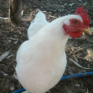 This is Snowy, approx 5yrs old