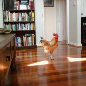 This is Phoenix, he's two