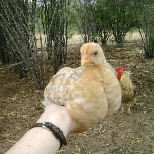 Phoenix as a chick and his predecessor in the background, Spartacus
