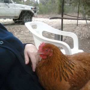 Rosie one of last years chicks and definitely my husbands favourite