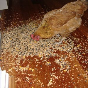 What happens when hens are clever enough to know that you keep the parrot seed on top of the fridge and they knock it over