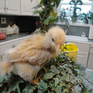 one of our buffs when she was a baby
