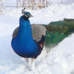 2013, Blue Peacock in new snow looking for hand outs in Feburary.