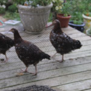 S.S. Purchased from Pa. people at Chicken Stock June of 2013.  Good birds.