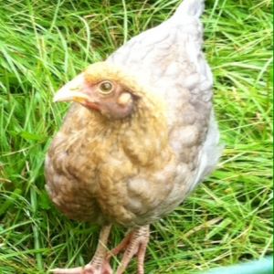 Sage (Golden Cuckoo) 7 weeks