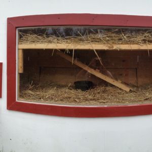 How many chickens will this house comfortably?