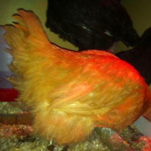 Sal (lemon cuckoo) 1/-14 wk