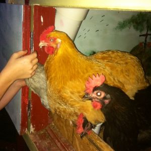 Sal & "sisters" 6 mos