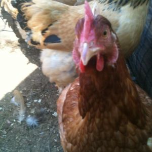 Frank.. turned out to be a girl! so shes now known as frankie.