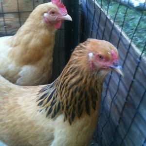 in the back is Gus. in the front is Henny Penny
