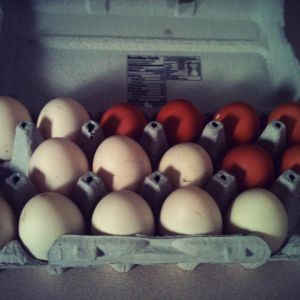 my first week of eggs