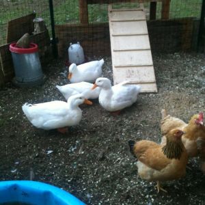 this is Gus and Henny Penny, and the ducks are, Drake, aflack, henrietta, and daisy.