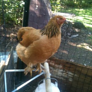 Henny Penny