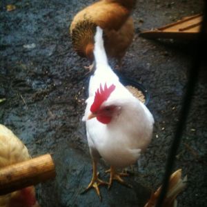 this little one was named "hotwheels" by my 6 year old son, who, when he later found out it was a girl, renamed her "lucy"