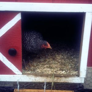 This is "trouble" looking out of the coop.. trouble is always escaping into the woods, and runs away for hours at a time only to reappear when she hears food.