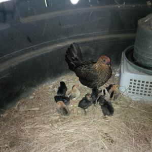 This Bantam hen is extremely proud of her chicks!