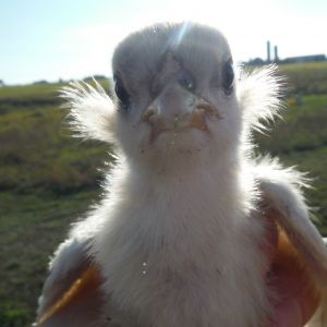 Picture showing well developed tufts on a young splash chick.