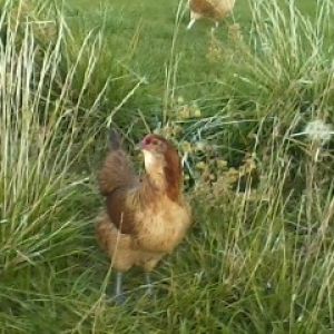 My Easter Egger In my garden setup