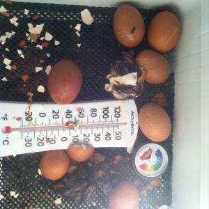 assisted hatch stickiness!