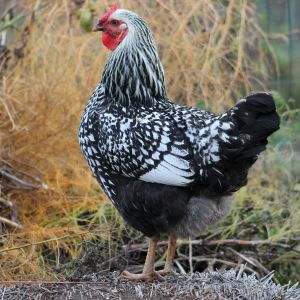 Gonzo, a silver laced wing wyandotte