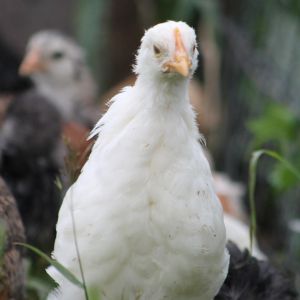 White leghorn pullet