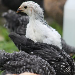 Light Brahma Pullet