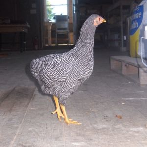 12 week old bantam barred Rock pullet