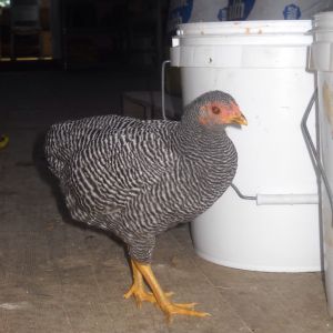 12 week old bantam Barred Rock pullet
