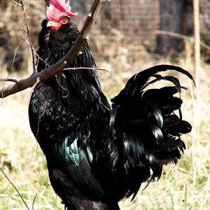black roosters