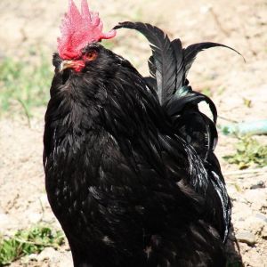 Azerbaijan black 
Rare Breed Poultry
Azerbaijan breeds
rare race 
Marand