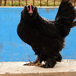 black hen 
Rare Breed Poultry
Azerbaijan breeds
rare race 
Marand