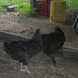Ethel and cocoa