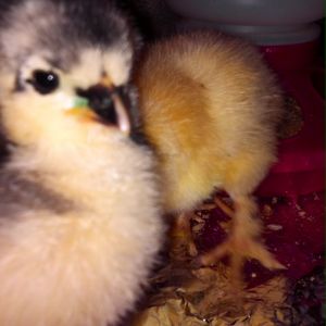 Aster 5 days. This is the day we believed she would survive from shipping.