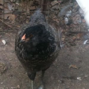 this a easter egger named rosie she is 4 monthes old