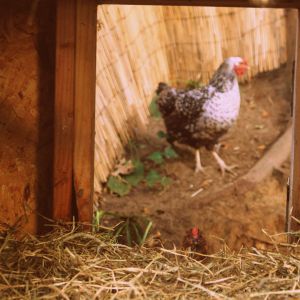 Peek a boo! I see you!