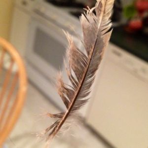 Chicken's first feather from a while ago