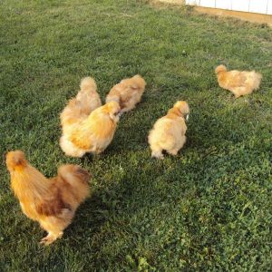 *
parent stock of buff silkie from catdance and godina