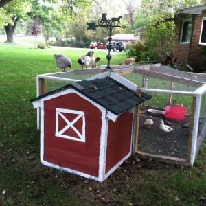 Duck coop we built. Chickens like to play on top of it.