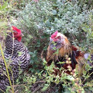 Esther and Peep in the garden!