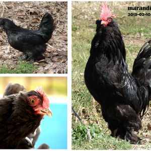 marand breed
Rare Breed Poultry
Azerbaijan breeds
rare race 
Marand