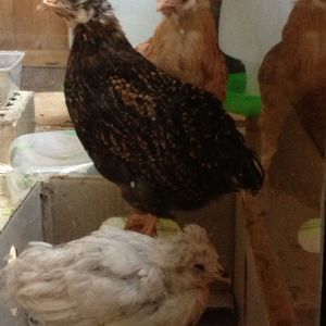 Boethiah (back), Nocturnal (middle), Vaermina (front)