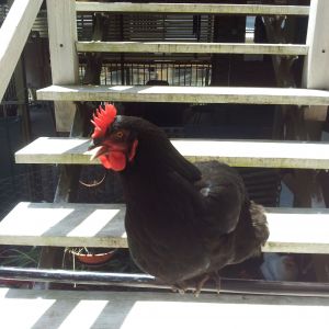 Azura, my Australorp