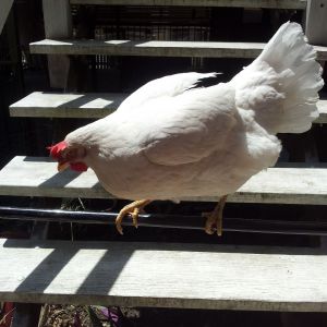 Namira, my White Leghorn