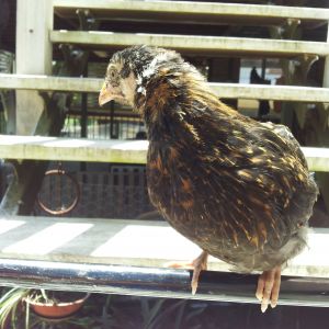 Nocturnal, my Barnevelder
